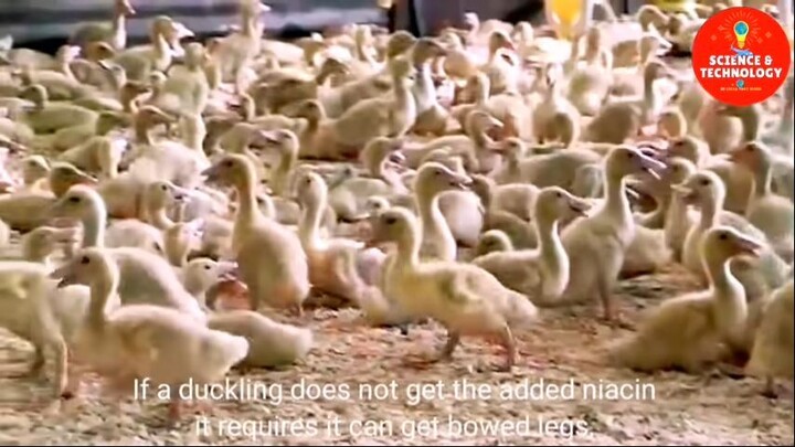 duck farming