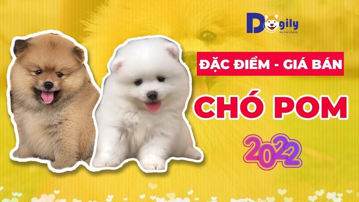 Chó Phốc Sóc (Pomeranian, Pom) giá bao nhiêu tiền năm 2022?