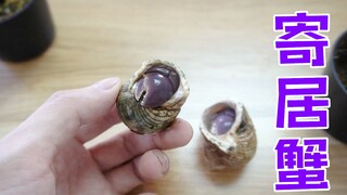 新成员：短腕寄居蟹