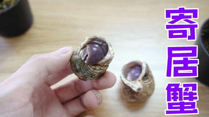 عضو جديد: سلطعون الصدف قصير الأذرع