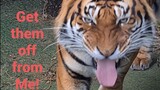 How to remove ticks from tigers!