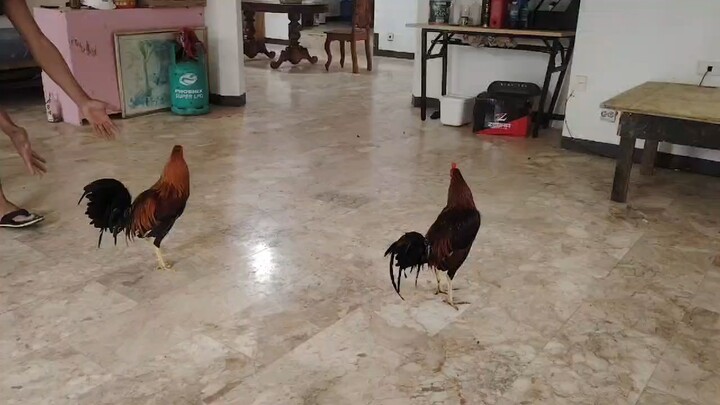 offspring ng Escolin BRh over AEJ golden boy pullet