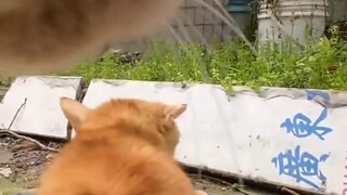 Pertama kali menonton film kucing agak gugup