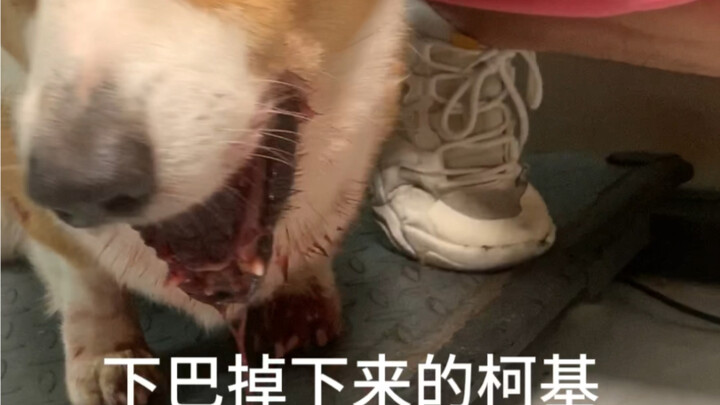 Corgi yang dagunya sampai jatuh...