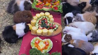 一群豚鼠聚餐吃饭，好像童话里的场景噢~