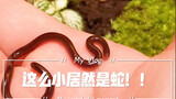 【开箱】盲蛇：世界上最小的蛇！和蚯蚓一样但是居然是蛇？！