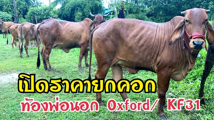 ทีเด็ดอีกแล้ว ‼️คอกวัวครูเกรียง เปิดแบ่งวัวบราห์มันแม่ลูก วัวท้อง สวยๆ แดงๆ สูงใหญ่150+@ร้อยเอ็ด