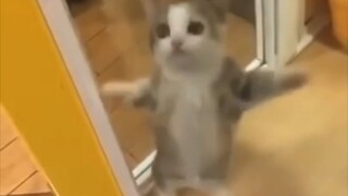 Kucing bahagia happy3 menit Bahagia sepanjang hari～