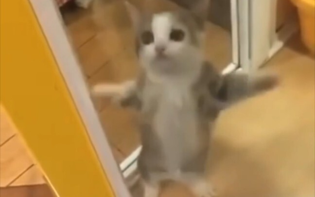 قطة سعيدة happy3 دقائق، سعادة تدوم طوال اليوم～