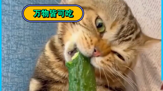 我？高贵的狸花,没有什么东西能躲过我！