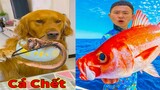 Thú Cưng TV | Đa Đa Thánh Chế #35 | Chó Golden Gâu Đần thông minh vui nhộn | Pets cute smart dog