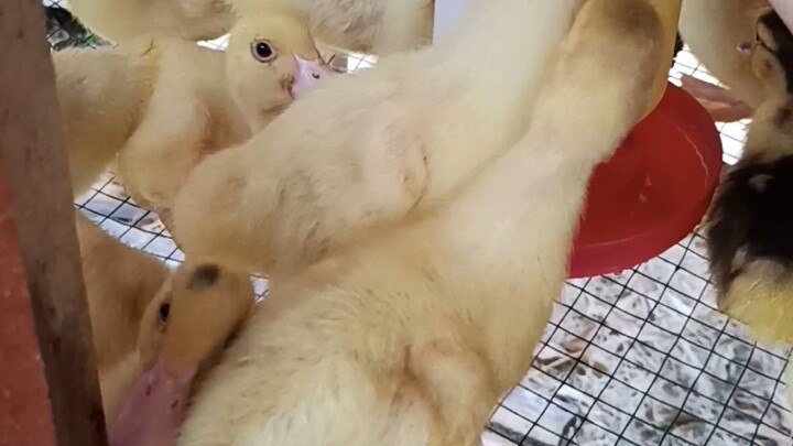 Meri jumbo