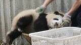 [Panda He Hua] Ditempatkan ke Keranjang dengan Manis