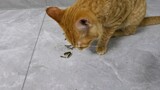 No clip of cat eating melon seeds