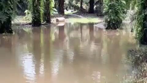 Reporter bahasa Asing 🤓🤩👍