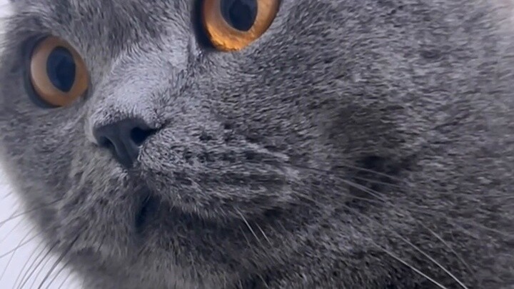 A cat from the mouse's perspective! Scare the mouse