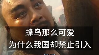 Hummingbirds are so adorable—so why does China prohibit their introduction?