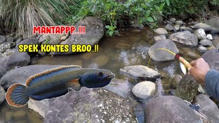 Mancing Channa Limbata Spek Kontes Di Sungai Besar || Ada yang Secantik Ini!!!