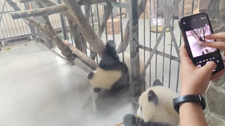 入侵隔壁真简单，喜欢的笋要抓牢！(基地玻璃擦不干净，永远有人油…啊不，是热情)