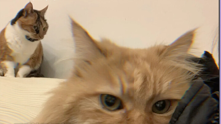 “Chú mèo nhỏ đã chờ 11 năm, cuối cùng cũng được chủ nhân thấu hiểu”