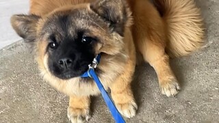 The Sheniu puppy is used to being free-range, and putting a leash on it is like asking for its life!