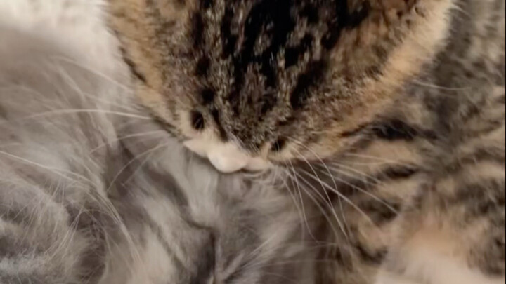 القط قصير الشعر يلعق معطف القط طويل الشعر لأول مرة... وكلما لعق أكثر، زاد غضبه!!!