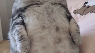 เพนกวินตัวนี้ของใครนะ?!