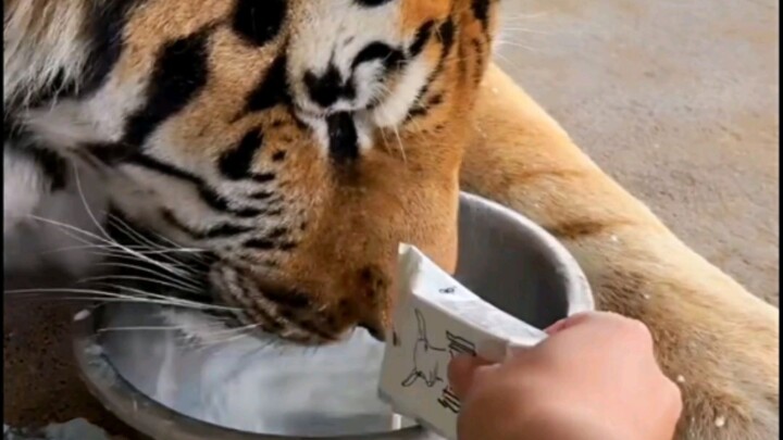Lân Lân ợ sữa, sữa bắn thẳng ra từ mũi