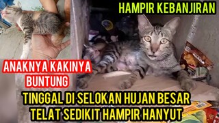 KELUARGA KUCING INI HAMPIR HANYUT KARENA TINGGAL DI SELOKAN DAN HUJAN BESAR..!