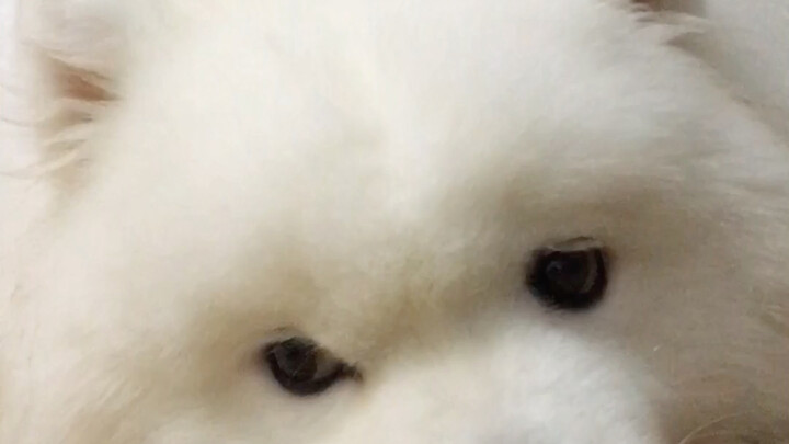 Sau khi nuôi chó, niềm vui được nhân đôi!