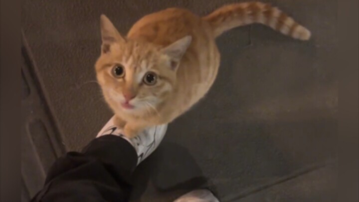 บางคนเกิดมาเพื่อถูกใจแมว