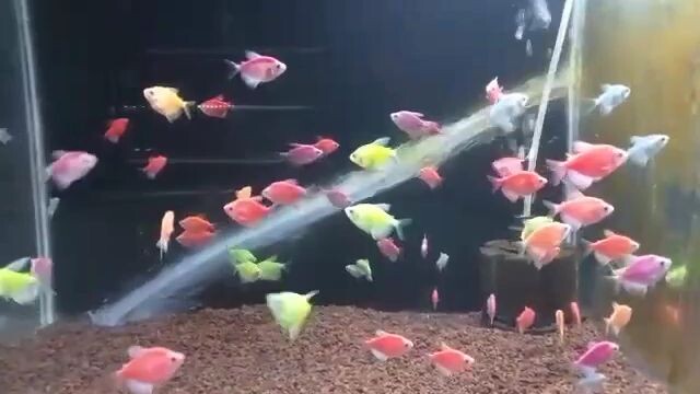glofish