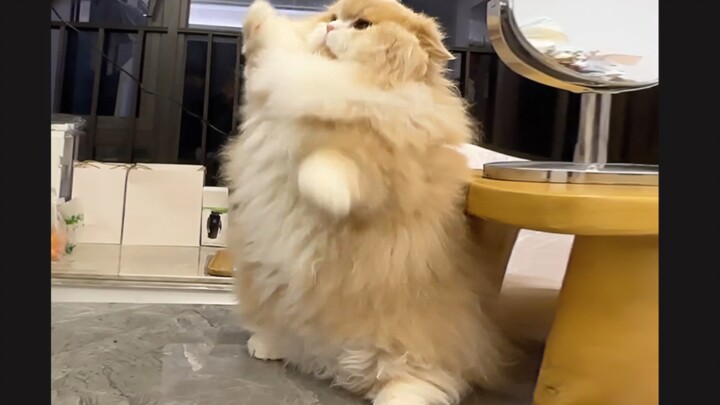 我的小猫一怒之下怒了一下