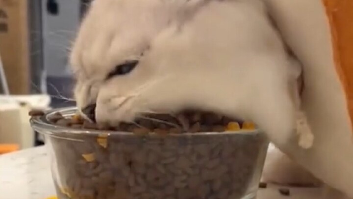 Humans, you’re hopeless—when it comes to eating, you still gotta listen to me!