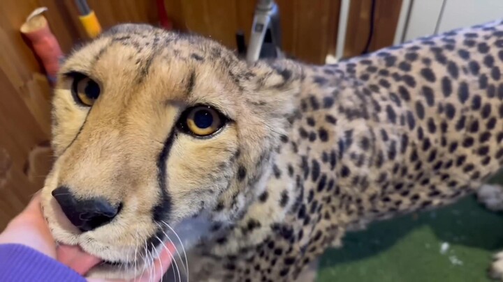 Cheetah: It’s so cold outside; Mommy’s hands are much warmer.