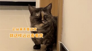 I always thought I had an indifferent kitten, but I didn't expect it to love me like this.