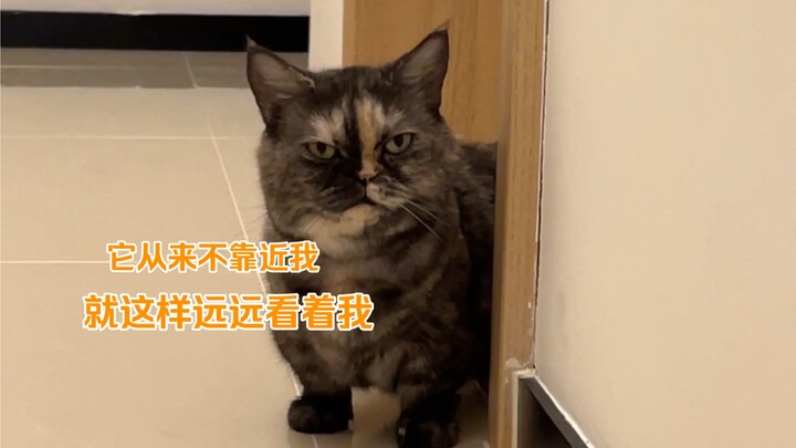 我一直以为我养了只冷漠的小猫，没想到它一直这样爱着我