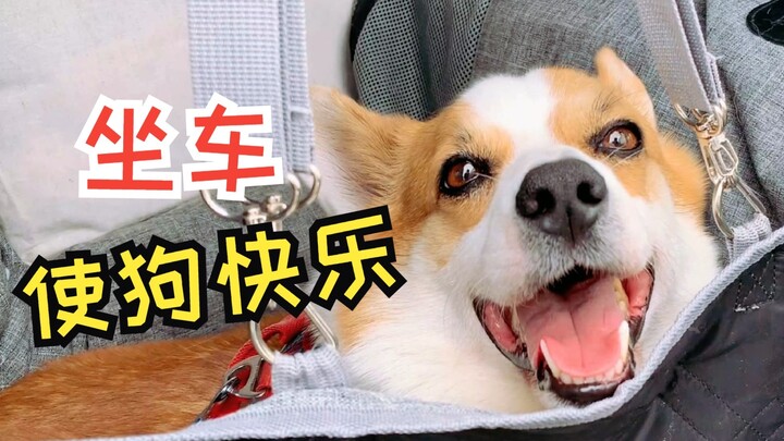 Kenapa ada anjing yang begitu suka naik mobil ya?