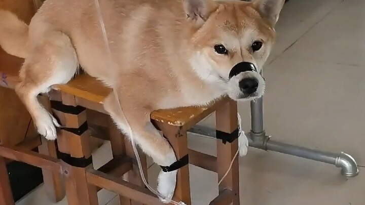 Profil Tokoh Internet Episode 65: Tua Qian, Dokter Hewan Desa