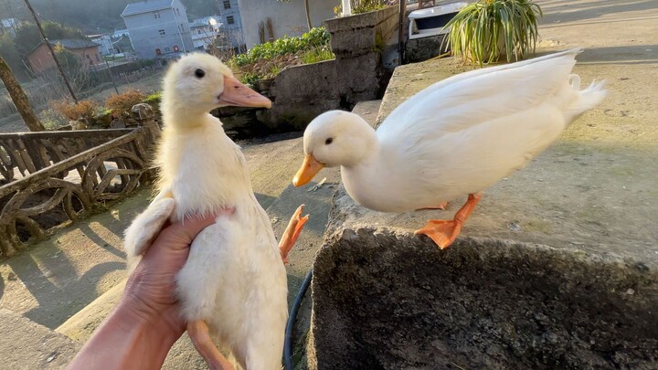 You're so mischievous—I just want to throw you away!