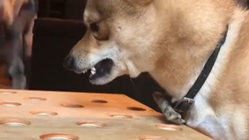 Anjing ini sangat menghibur
