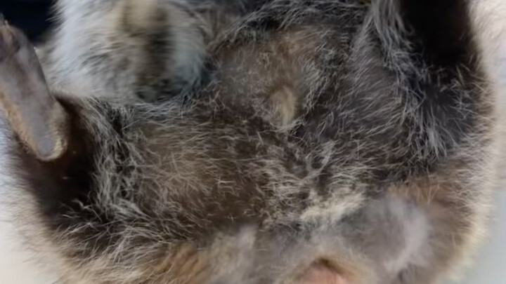 ههههههه، الراكون اللي سرق حلوى التانغهو!