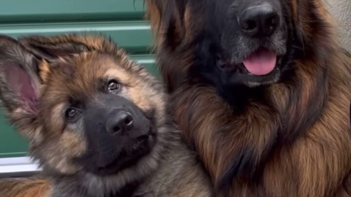 [German Shepherd] Does it look like a real one?