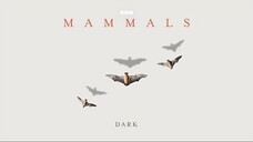 Mammals_2024_S01E01_Dark