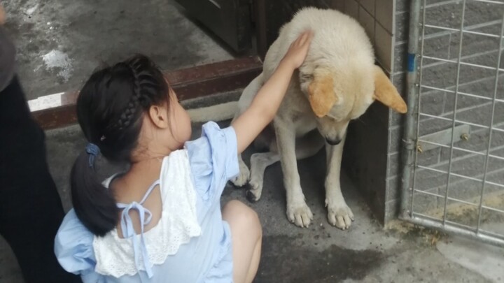 Anak anjing kalah berkelahi, pulang ke rumah lalu dikerumuni orang. Hahaha