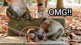 OMG, Baby Monkey Is Getting Hard Lesson From Her Sister, MONKEY Give Hurt​ Lesson To BABY So Hard