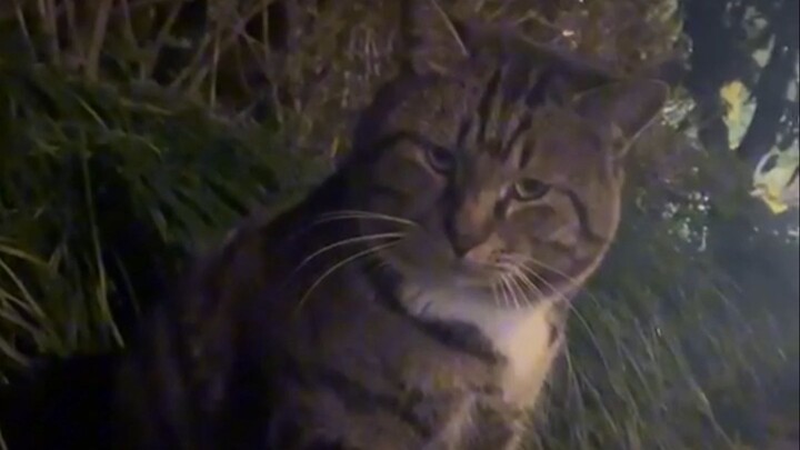 Cat: It's all mean-spiritedness, no kindness!