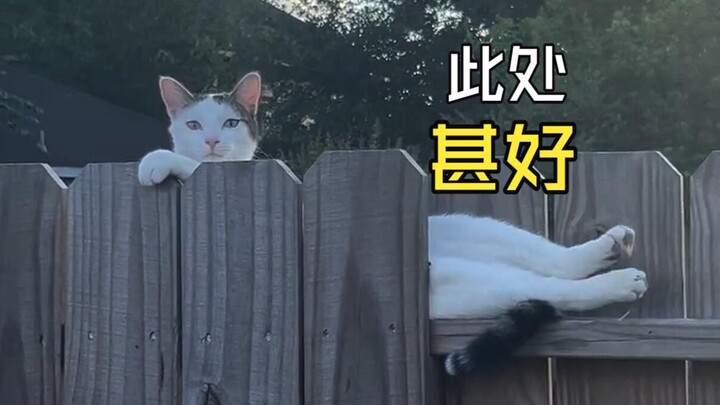 Those fun animal videos!