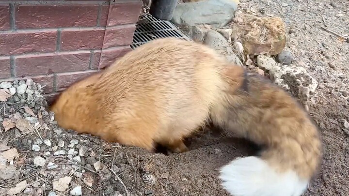 Husky rusak rumah, rubah langsung bongkar rumah