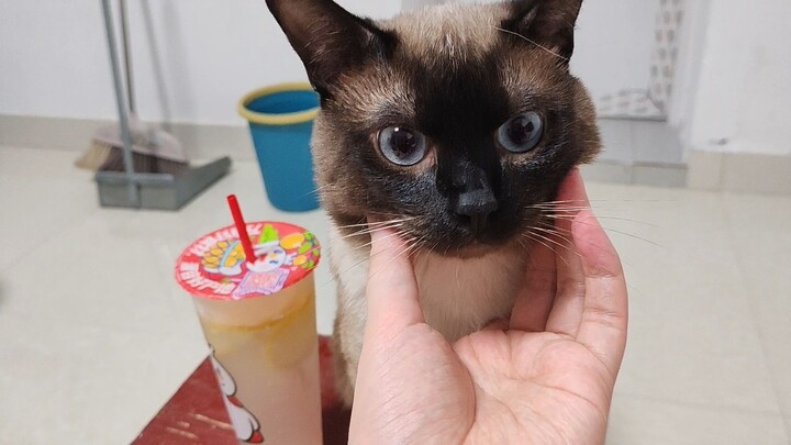 يا هاكي، اهرب بقوة قبل أن أفرغ كوب مي شيه هذا!